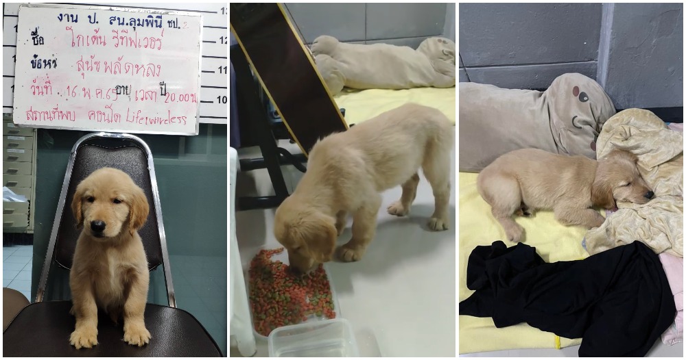 adorable puppy arrested