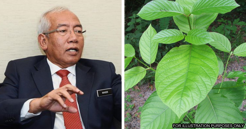 feat image ketum planting wait for govt decision