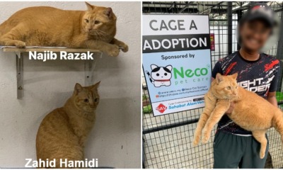 najib razak and zahid hamidi cats