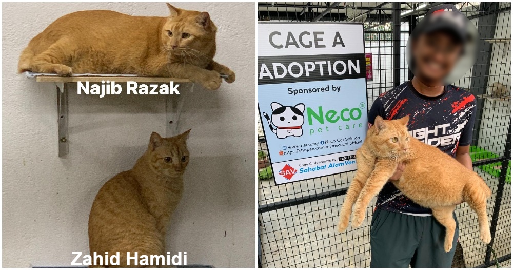 najib razak and zahid hamidi cats