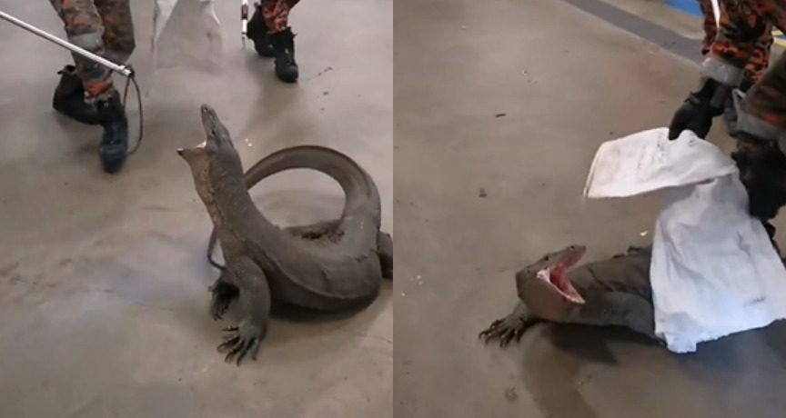 reptile ft