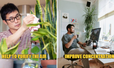 wob unique plants benefits feat 1