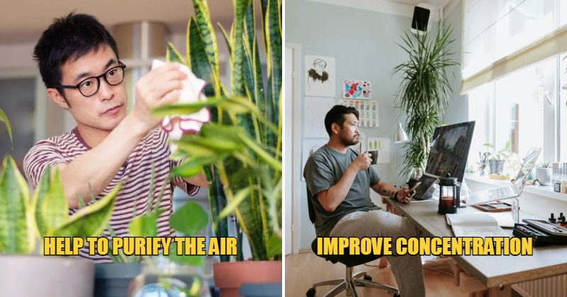 wob unique plants benefits feat 1