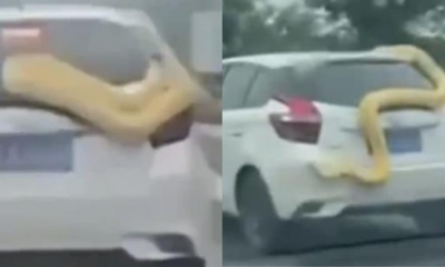 F9C692DD B13B 4277 B9D0 F8180E7BA785