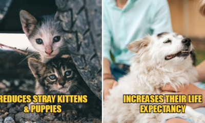 WOB unique neuter pets feat 1