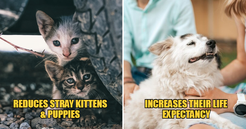 WOB unique neuter pets feat 1