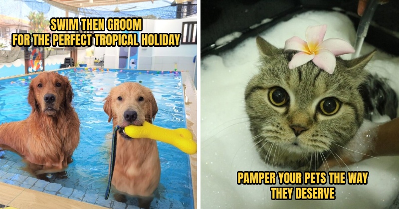 WOBPetHotel Header 3