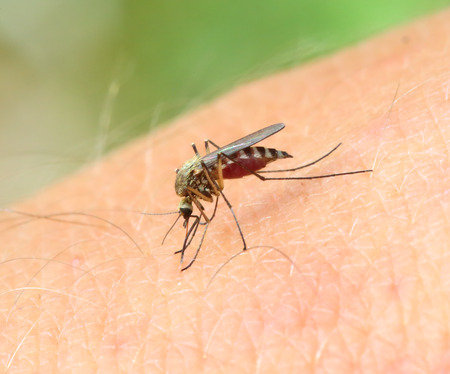 Mosquito 1