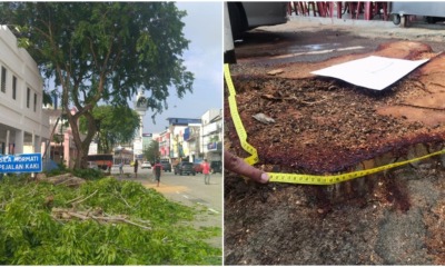 no permission cut tree