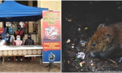 sandakan rats