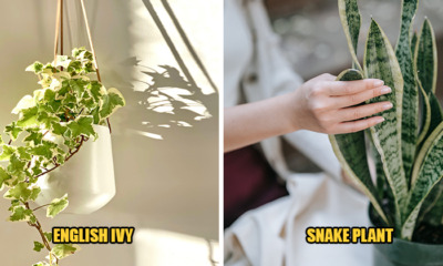 unique 5 air purifying