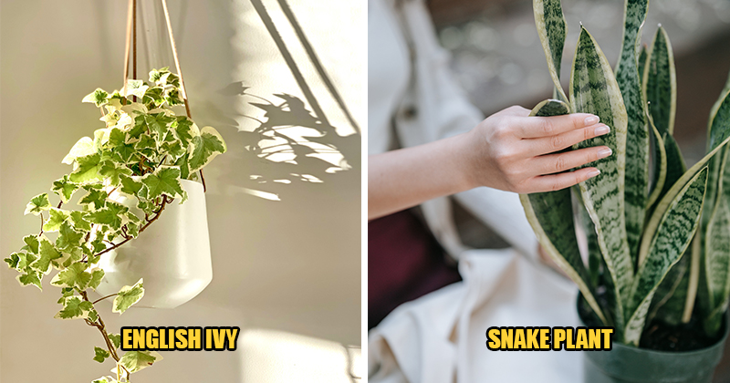 unique 5 air purifying