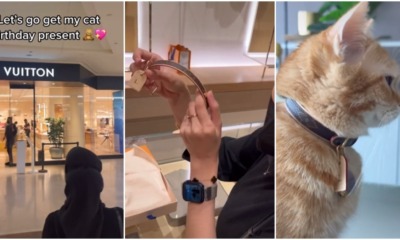 cat lv collar bday present