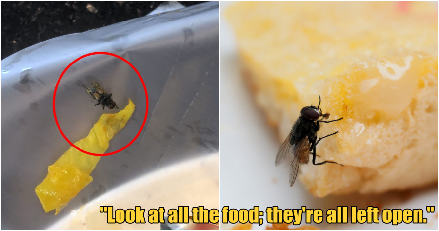 collage flies