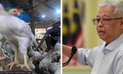 feat image chicken export ban