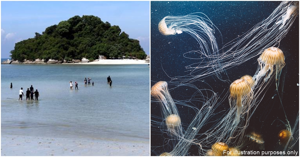 jellyfish stings boy