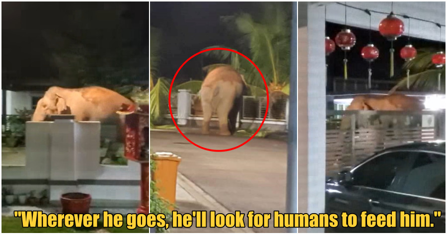 collage elephant