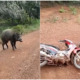 collage wild boar