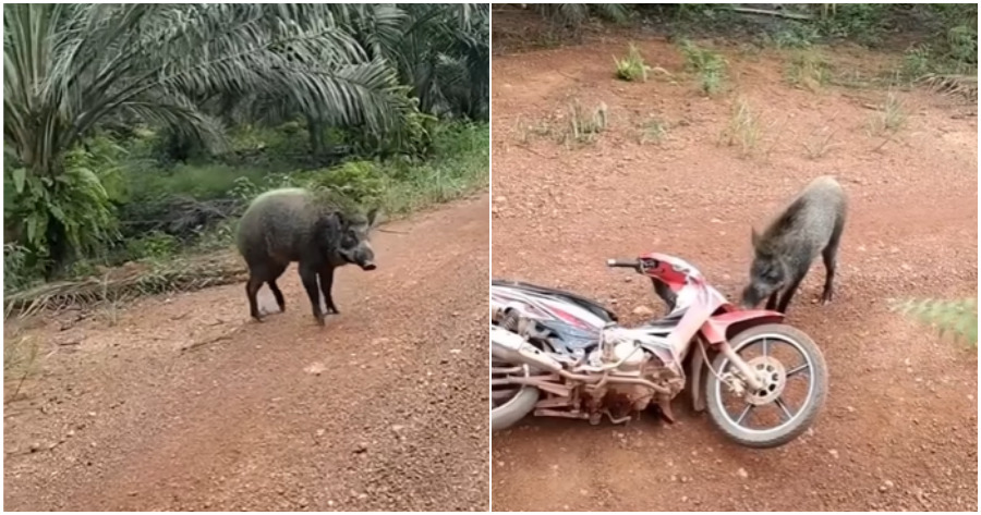 collage wild boar