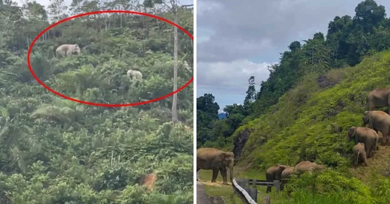 feat image elehant tasik kenyir