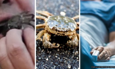 feat image swallow crab gets ill