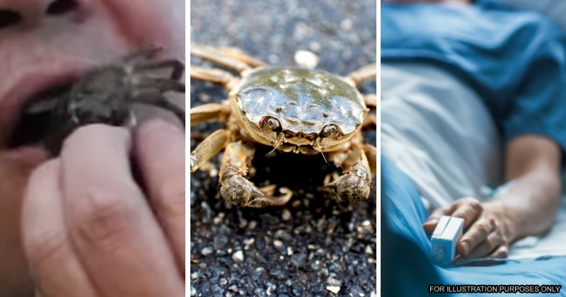 feat image swallow crab gets ill