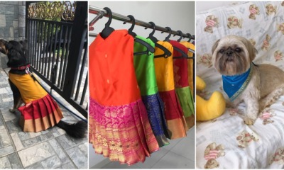 festive pet wear ig shop