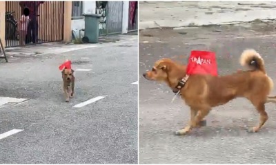 doggo campaign ge15
