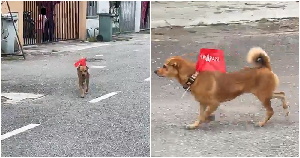 doggo campaign ge15