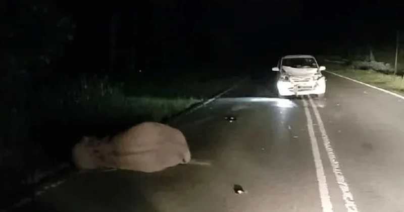 feat image baby pygmy run over