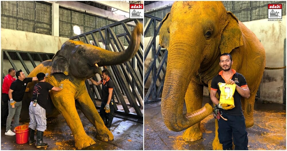 elephant turmeric massage