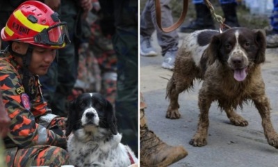 feat image blake k9 squad rest