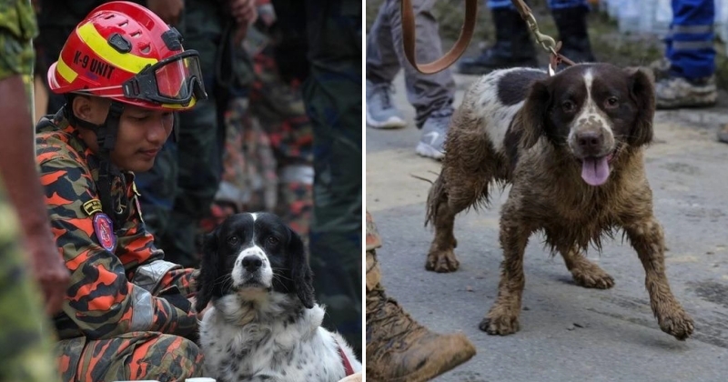 feat image blake k9 squad rest