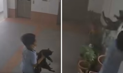 feat image video singapore boy throw cat