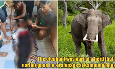 collage elephant attack