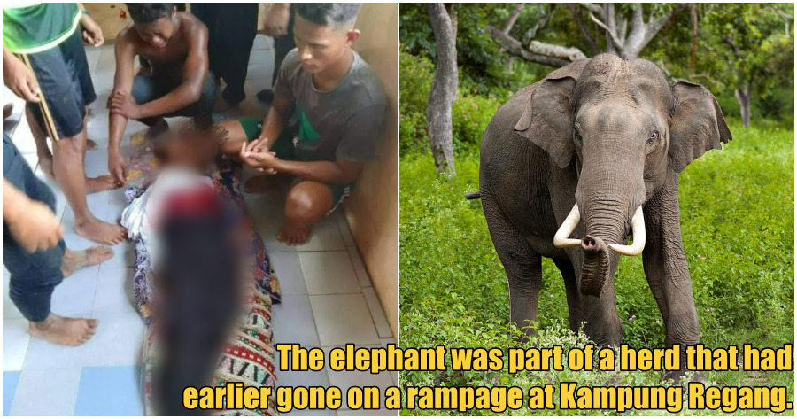 collage elephant attack