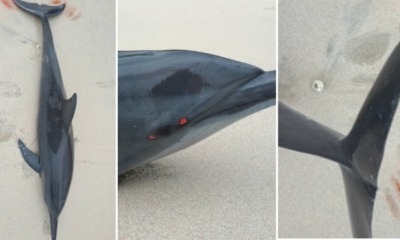 feat image dolphin mersing stranded