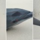 feat image dolphin mersing stranded