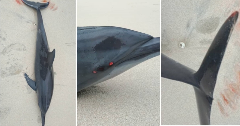 feat image dolphin mersing stranded