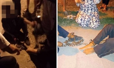 feat image chained siblings kangar