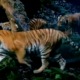feat image tigress 3 cubs thailand