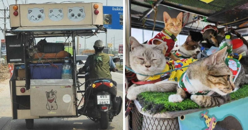 feat image uncle samsen