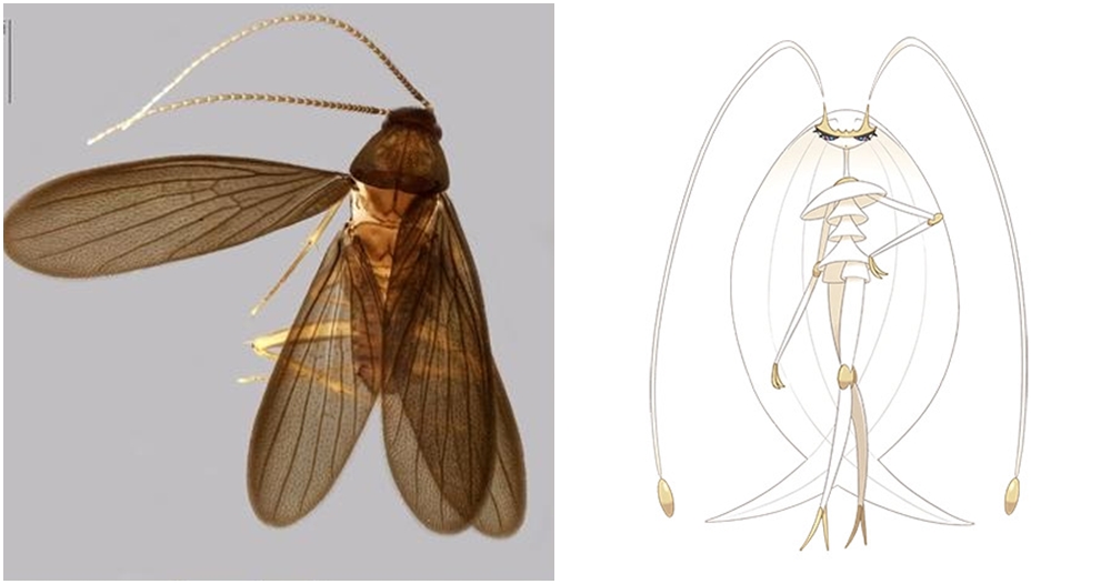 new species pokemon bug