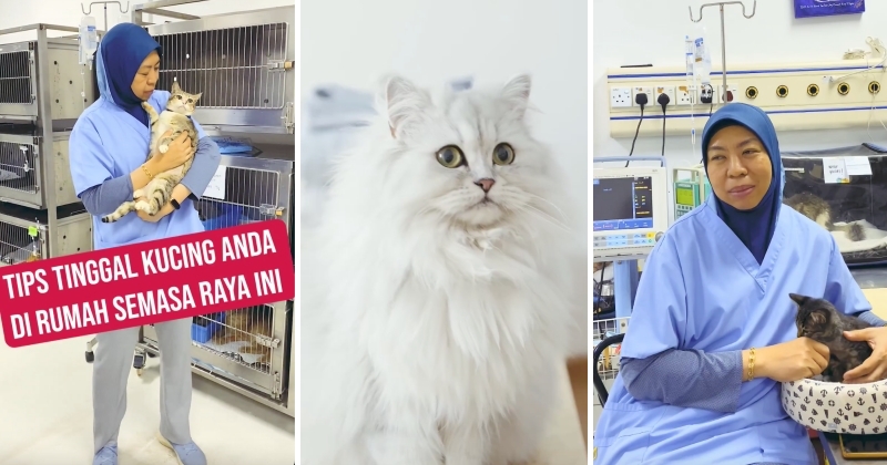 feat image cat tips