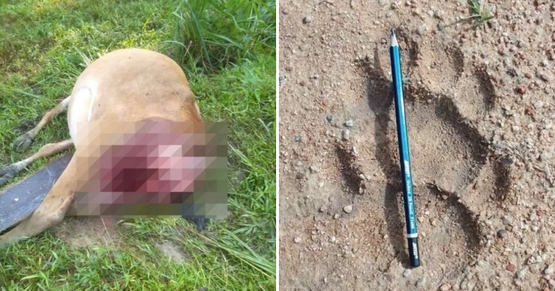 feat image tiger track cow carcass