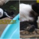 pandas return postponed