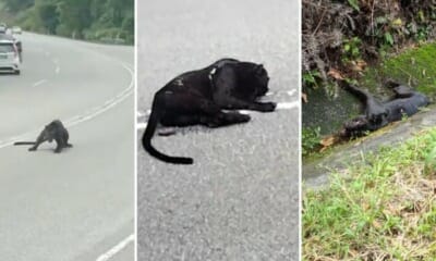 feat image black panther n9