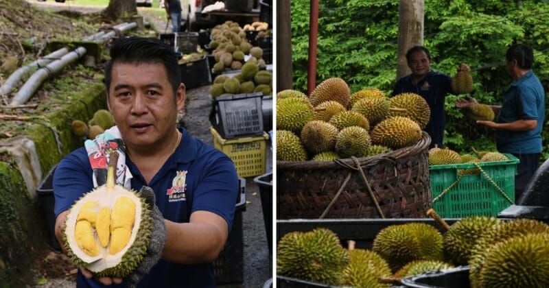 feat image durian hot weather