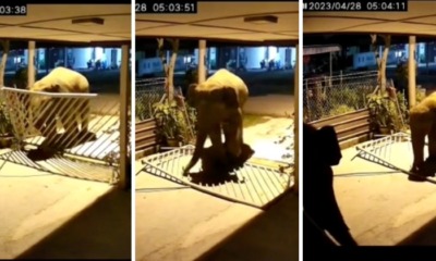 feat image elephant hom johor