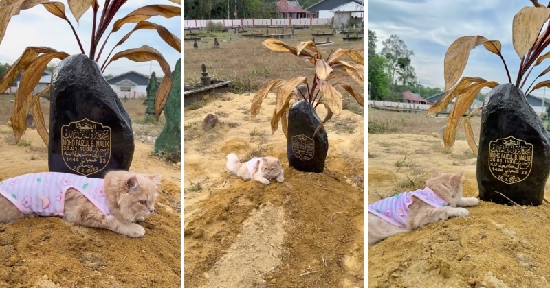 feat image mochi visit grave